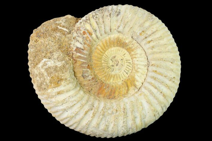 Jurassic Ammonite (Perisphinctes) Fossil - Madagascar #140423